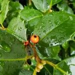 Ilex opaca Fruit