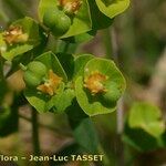 Euphorbia esula Flower