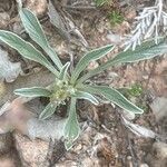 Convolvulus lineatus Leaf