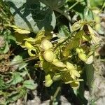 Biscutella laevigata Fruit