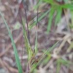 Themeda quadrivalvis 花