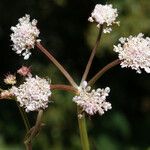 Oenanthe globulosa Flower