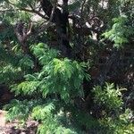 Acacia farnesiana عادت داشتن