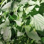 Strobilanthes attenuata Leaf