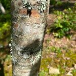 Malus coronaria Bark