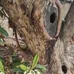 Photinia serratifolia Bark