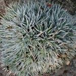 Deuterocohnia brevifolia Leaf