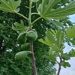 Ficus carica Habit
