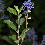 Ceanothus lemmonii Hàbitat