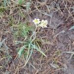 Anticlea elegans Fiore