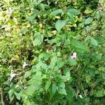 Impatiens balfourii Habit