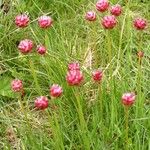 Armeria alpina Other