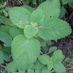 Plectranthus barbatus Leaf