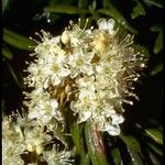 Rhododendron columbianum Flor