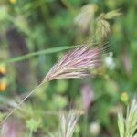 Bromus rubens برگ