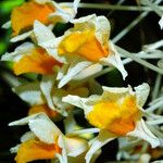 Dendrobium thyrsiflorum Flor