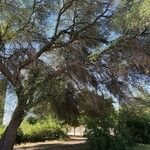 Vachellia nilotica Outro