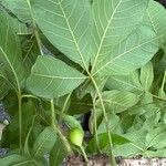 Vitex cymosa Leaf