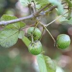 Vitex madiensis Fruto