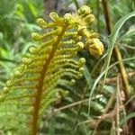 Cibotium glaucum Leaf