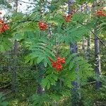 Sorbus aucupariaЛист