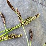Carex sempervirens Fula