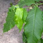 Bunchosia glandulifera Hoja