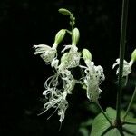 Silene ovata Habitat