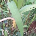 Setaria italica Leaf