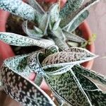 Gasteria obliqua Leaf