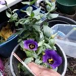 Eustoma exaltatum Cvet