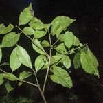 Ocotea puberula 其他