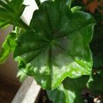 Pelargonium peltatum Leaf