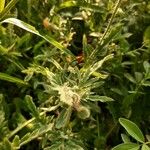 Papaver argemone Likasa