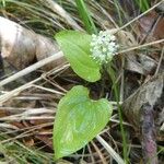 Maianthemum bifolium Прочее