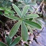 Alchemilla alpigena Annet