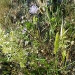 Trisetum paniceum 花