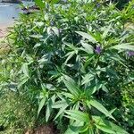 Solanum laciniatum Агульны выгляд