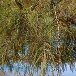 Juniperus flaccida Лист