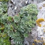 Saxifraga fragilis ফুল