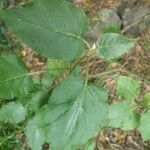 Solanum abutiloides Folio