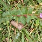 Cuphea ericoides Flor