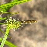 Carex flava Flower