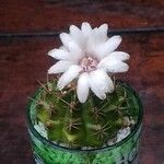 Discocactus horstii Flower