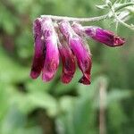Vicia benghalensis Flower