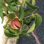 Ungnadia speciosa Fruit