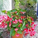Begonia spp. Цвят