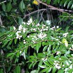 Azara lanceolata Sonstige