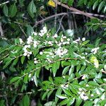 Azara lanceolata अन्य