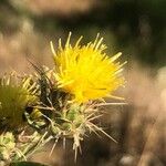 Centaurea melitensis Virág